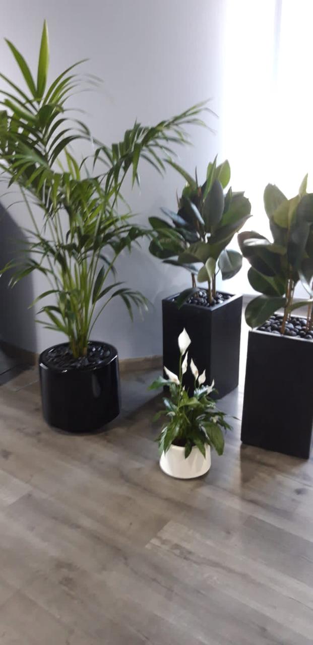 Premium Indoor Combo Plants Bundle (Set of 4) | Peace Lily, Fiddle Leaf Figs & Areca Palm with Ceramic Pots