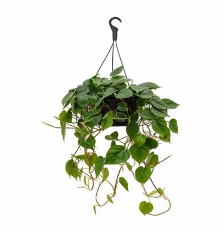 PHILODENDRON SCANDENCE