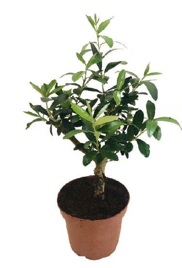Olive Dwarf Indoor - Olive / Zaith Plant-Indoor Plant