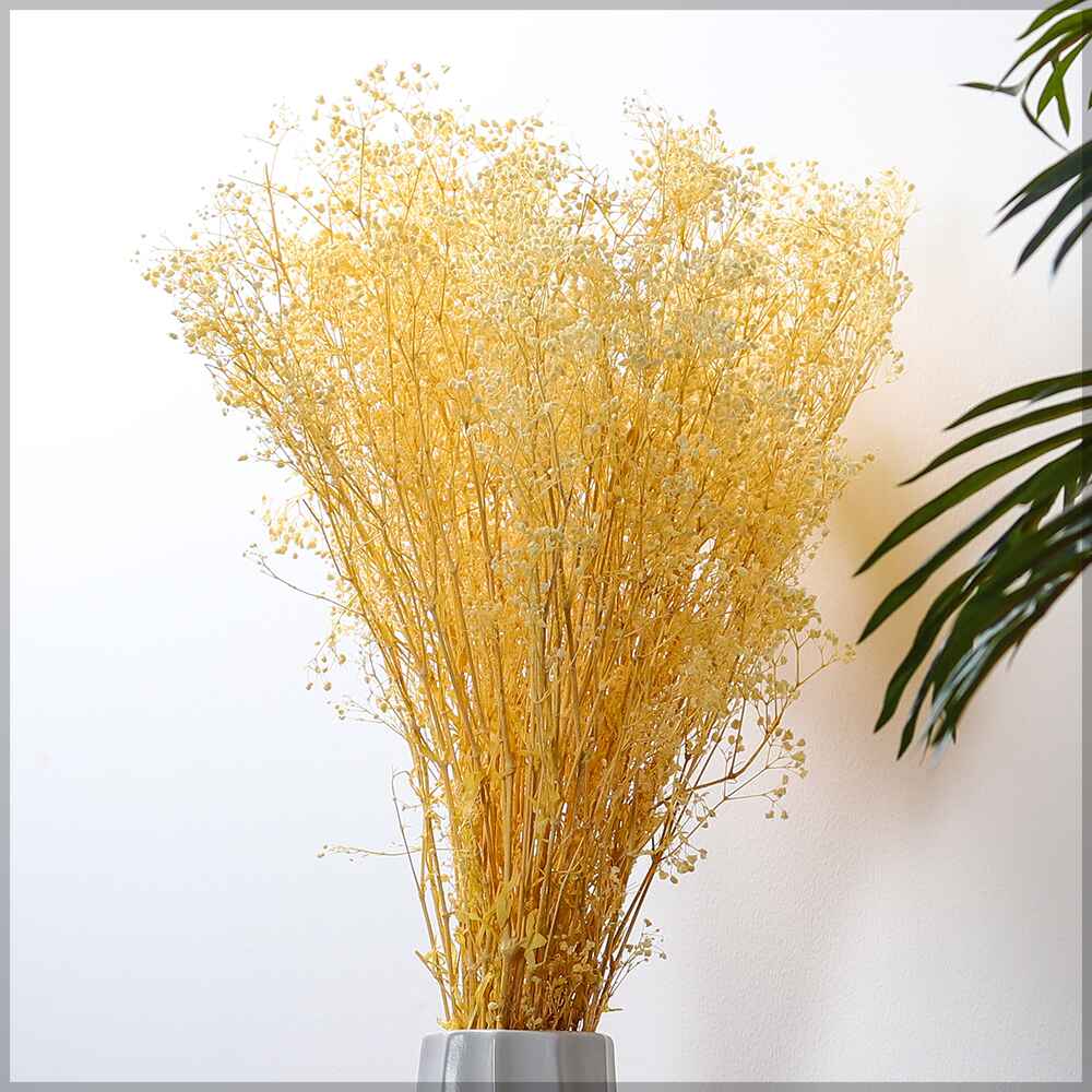 2bunches Dried Gypsophila Flowers