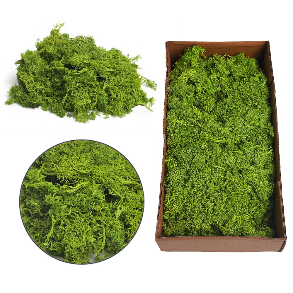 Preserved Fresh Moss 1 Box