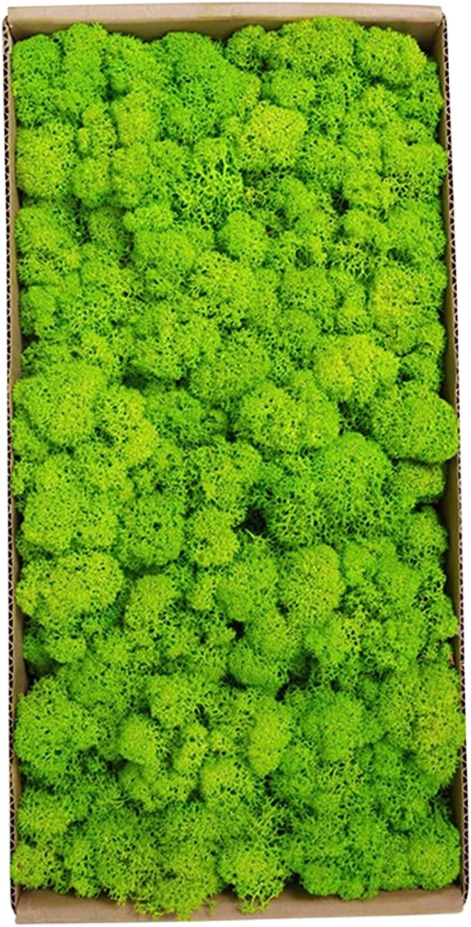 Reindeer Moss – Preserved