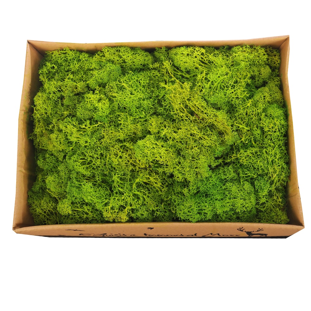 Natural Preserved Fresh Moss Grass