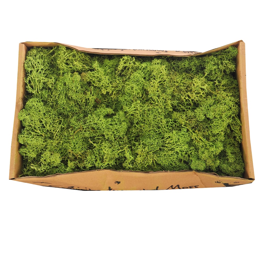 Natural Preserved Fresh Moss Grass