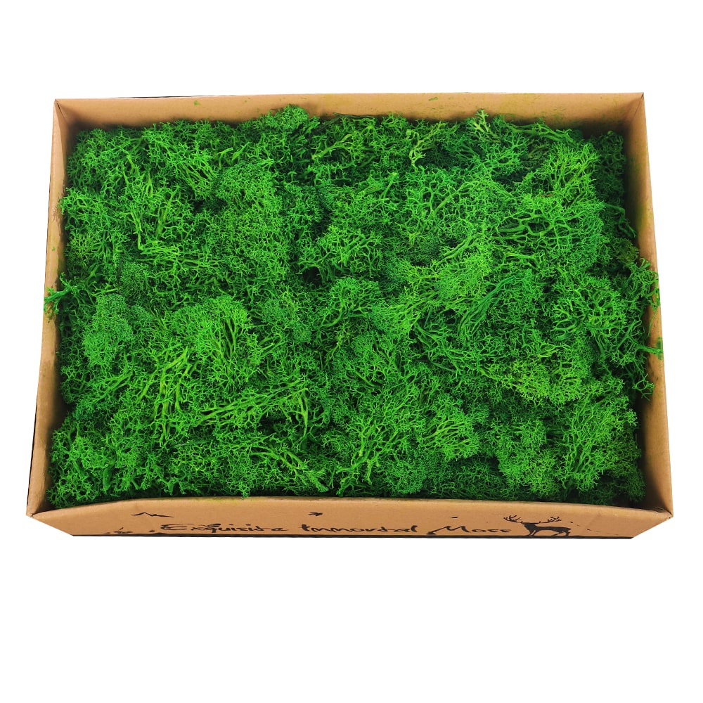 Natural Preserved Fresh Moss Grass