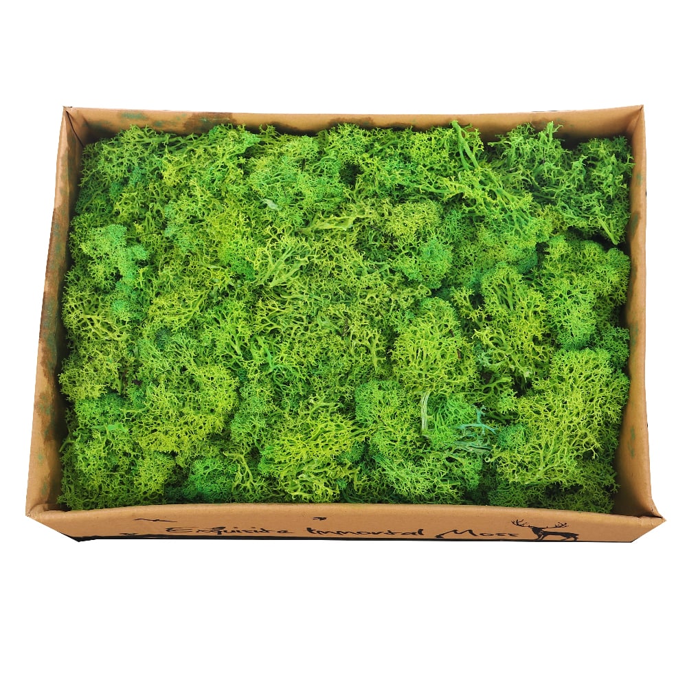 Natural Preserved Fresh Moss Grass