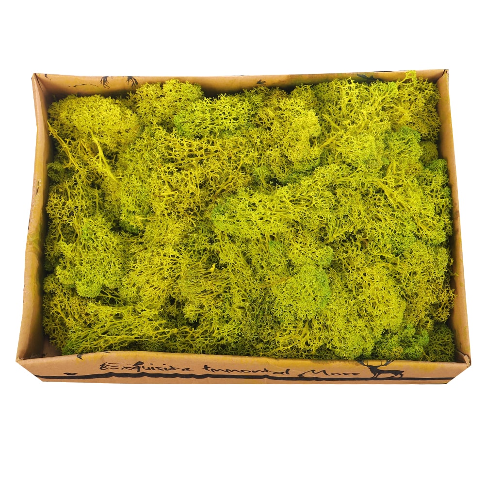 Natural Preserved Fresh Moss Grass