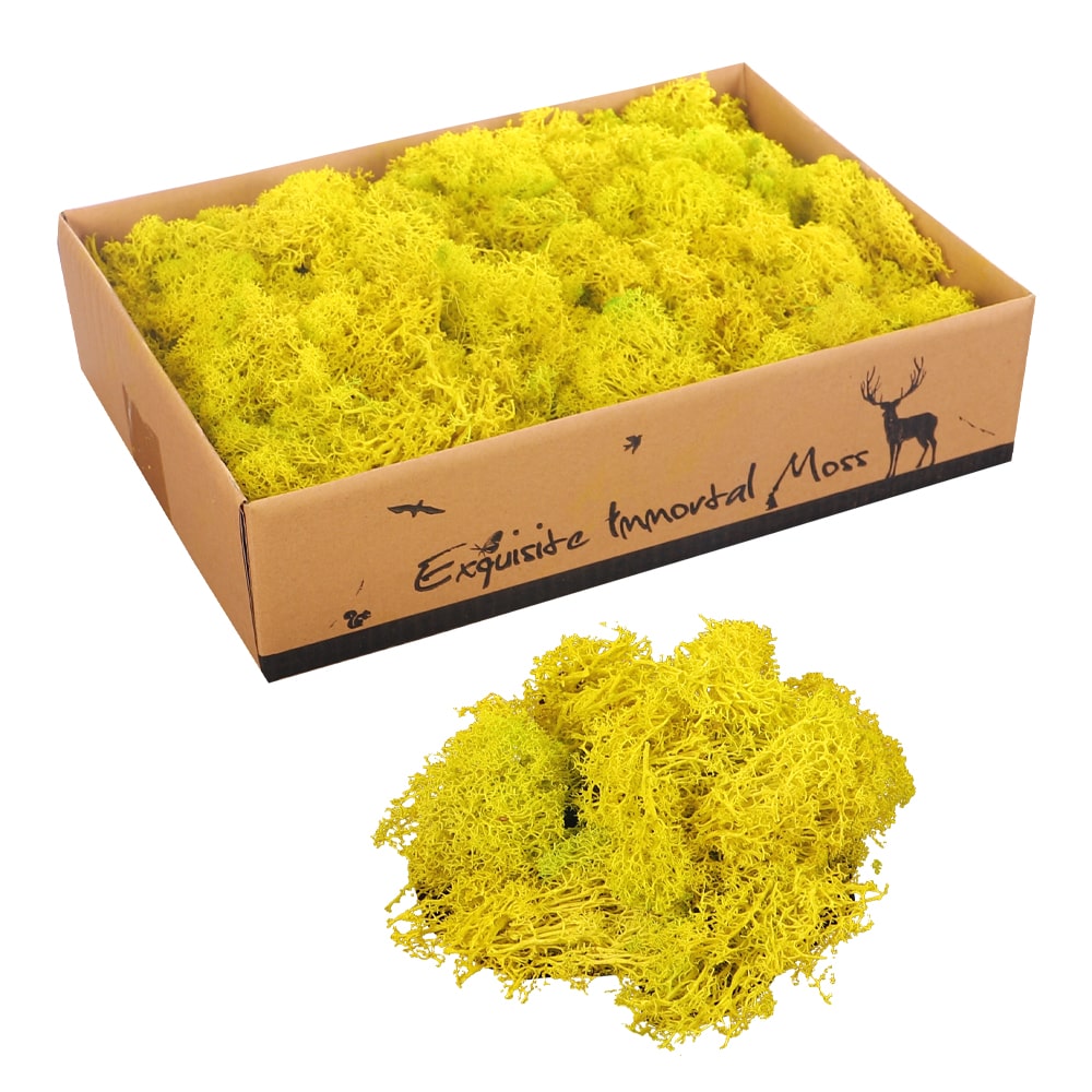 Natural Preserved Fresh Moss Grass
