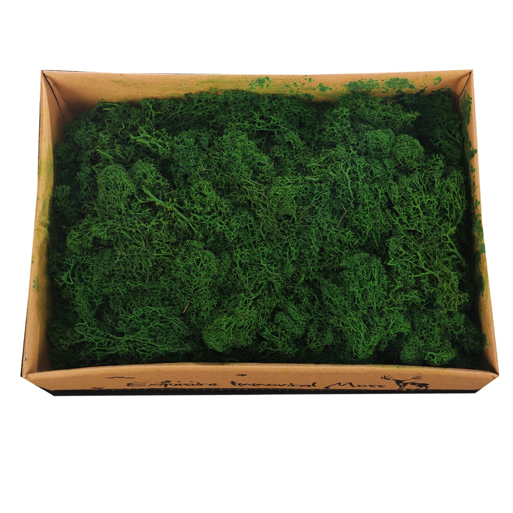 Natural Preserved Fresh Moss Grass