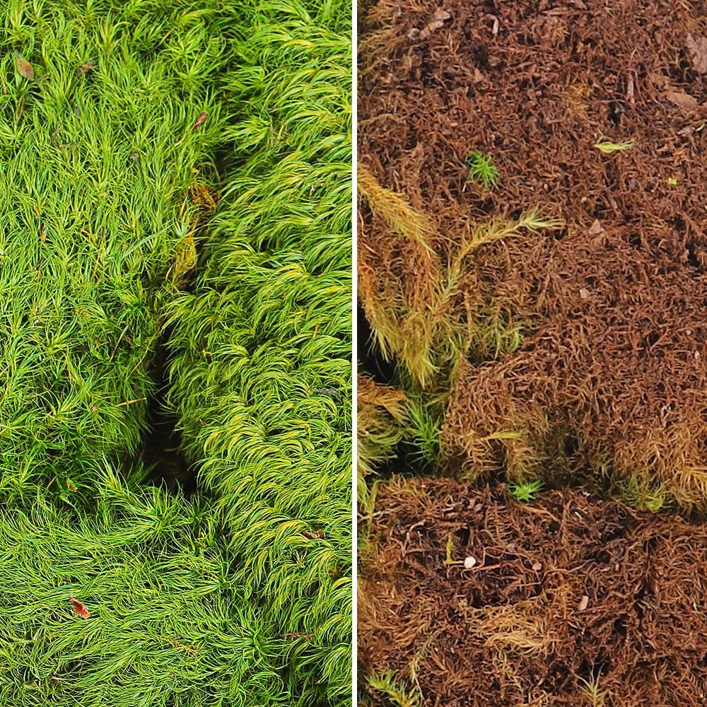 Preserved Dried Moss Pieces