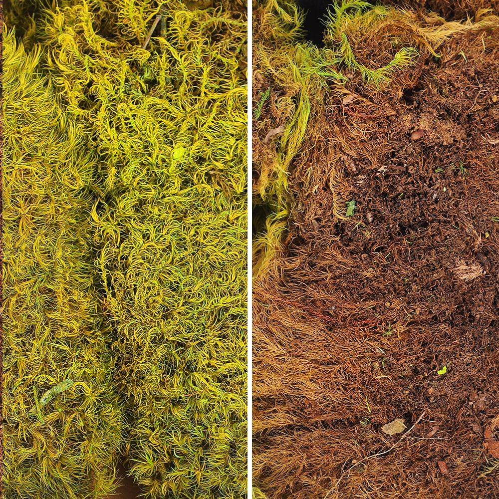 Preserved Dried Moss Pieces