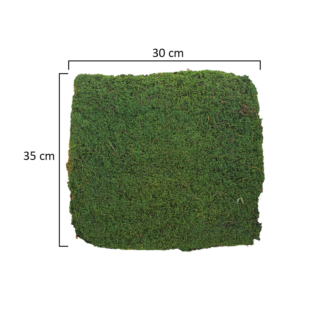 Preserved Moss Sheet