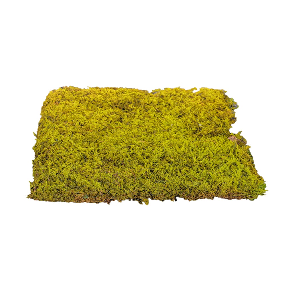 Preserved Moss Sheet