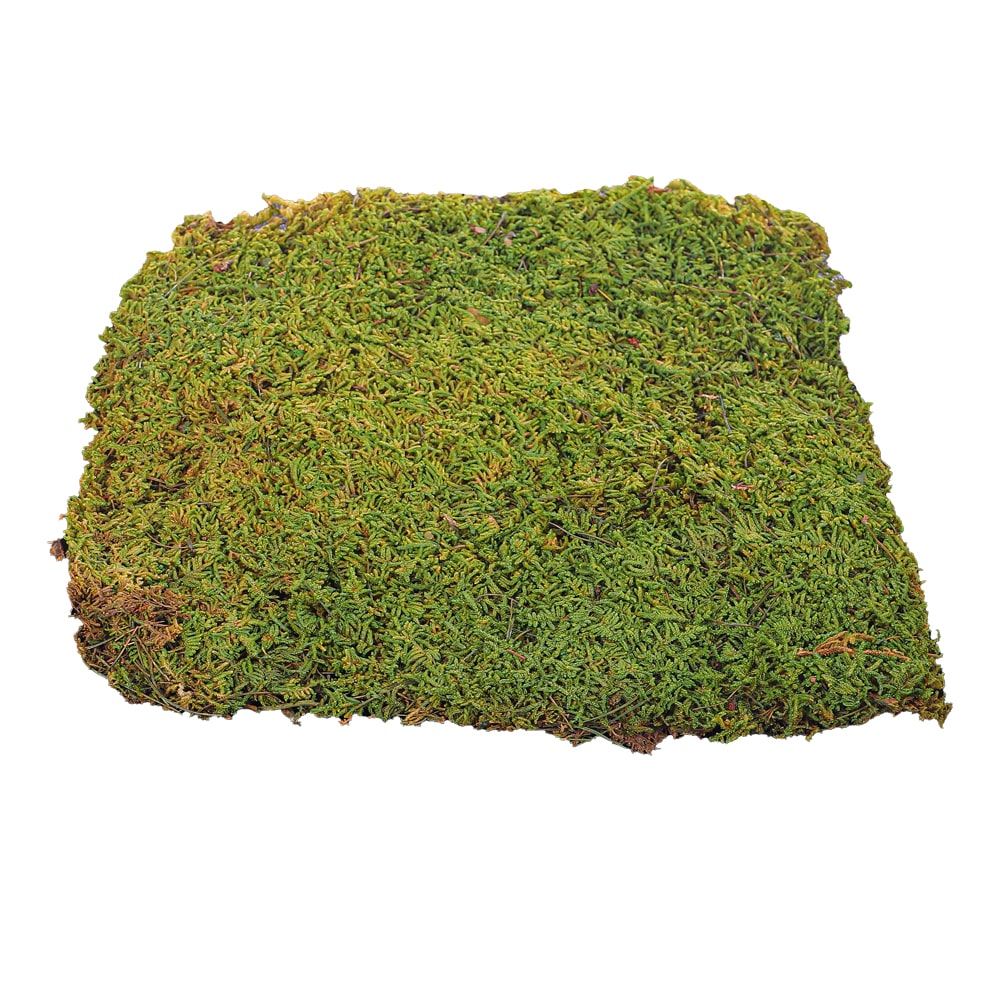 Preserved Moss Sheet