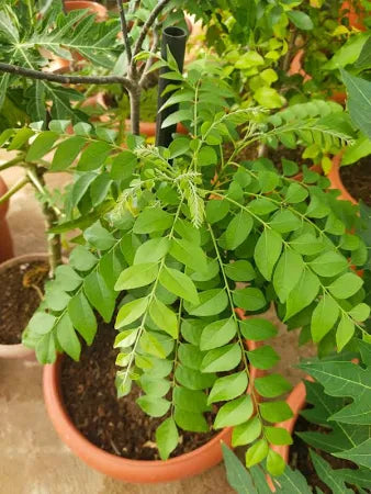 Dwarf Curry Leaf Plant – Premium Indoor & Outdoor Greenery
