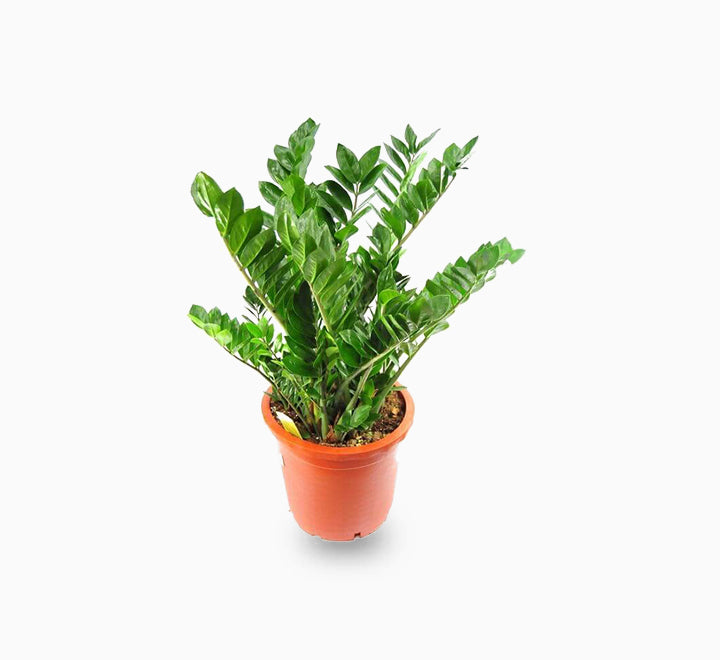 Zamioculcas plant