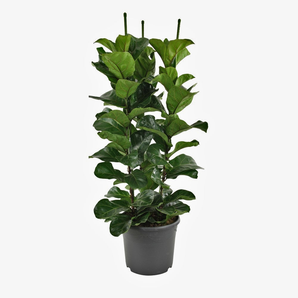 Ficus lyrata or Fiddle Leaf Fig