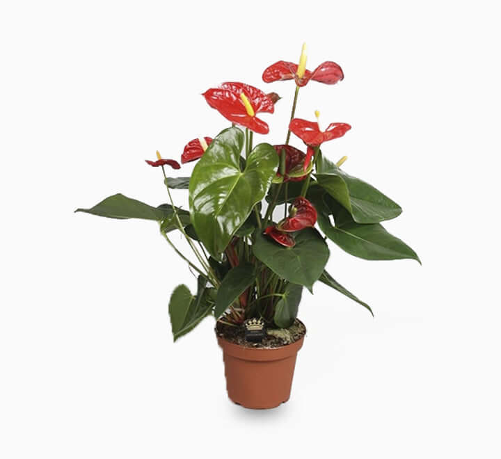 Andreanum – The Flamingo Flower | Vibrant Indoor Bloom
