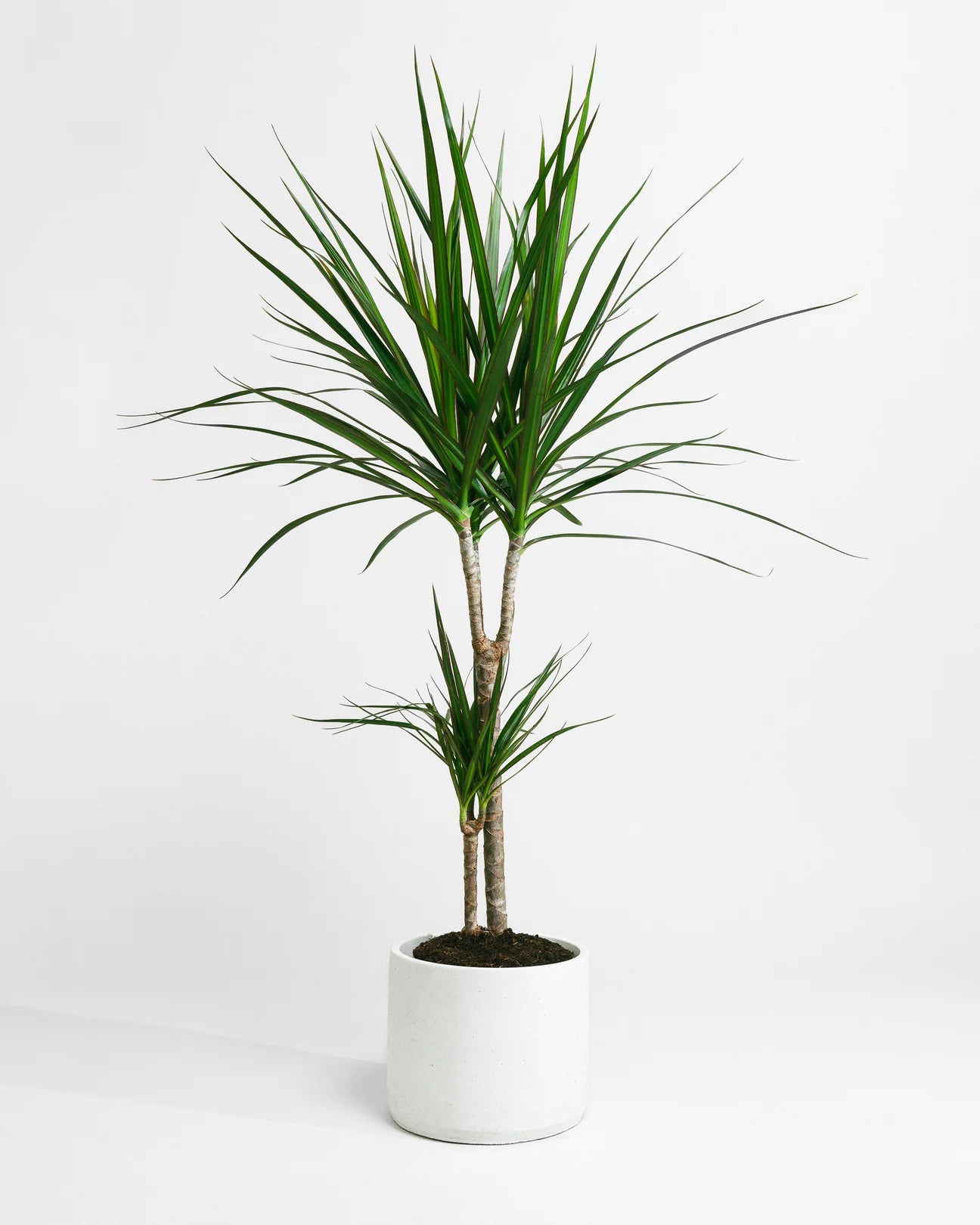 Dracaena Dragon Tree