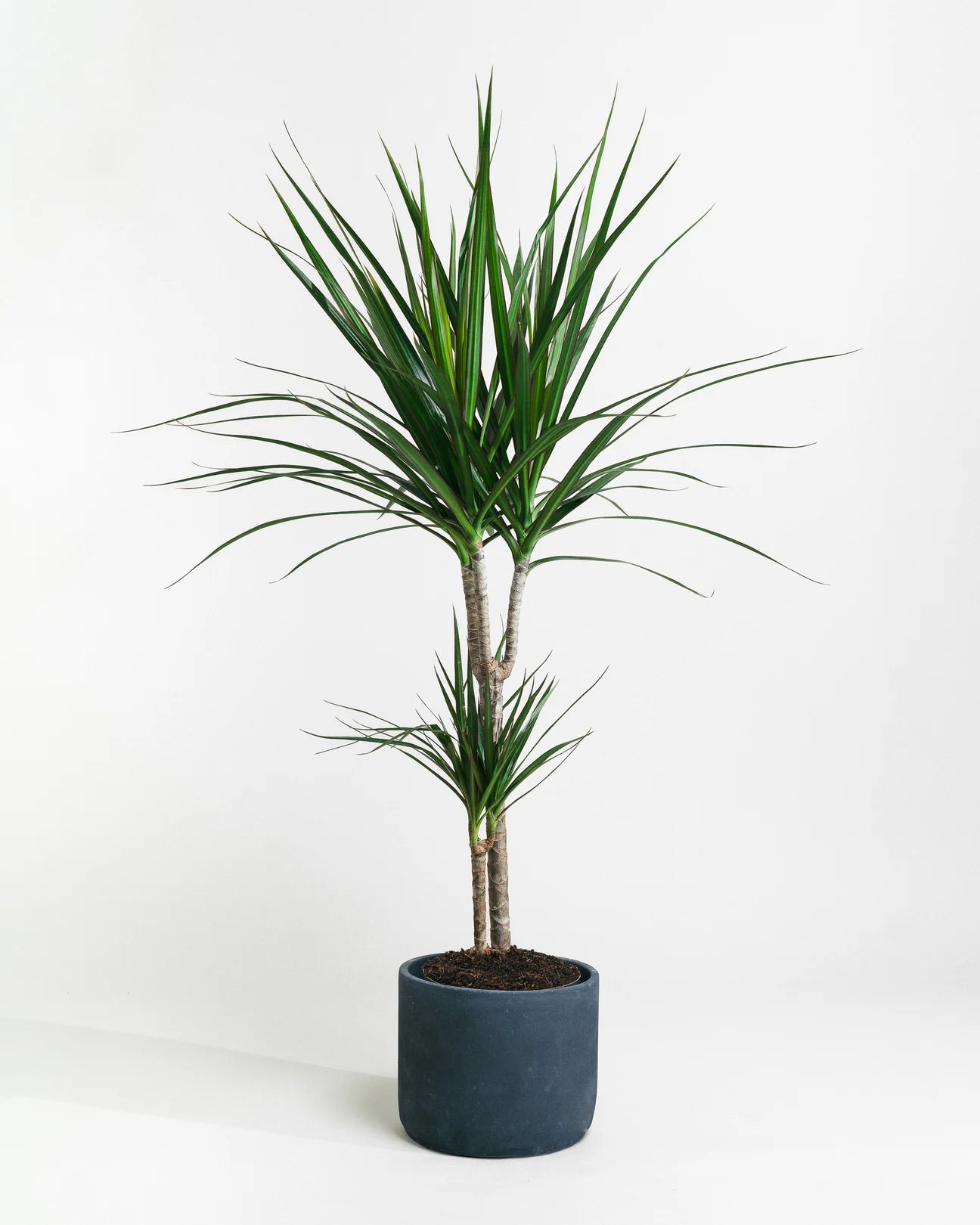 Dracaena Dragon Tree