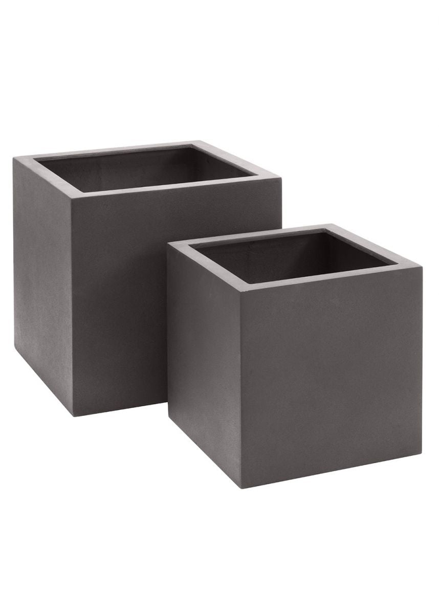 Dracaena Dragon Tree