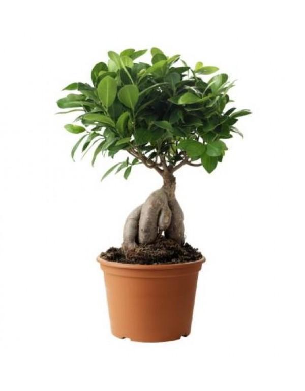 Ginseng Bonsai 30cm Outdoor-Ficus Retusa