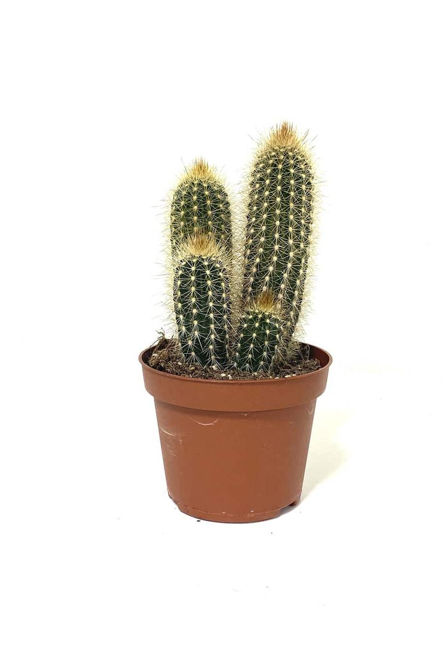 Pachy Cactus