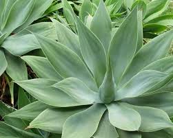 Agave Attenuata or spineless century plant