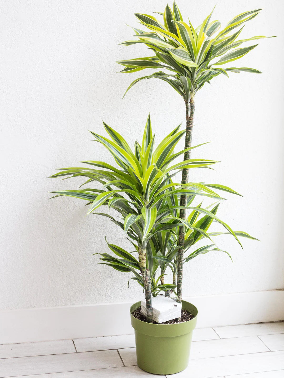 Dracaena fragrans &
