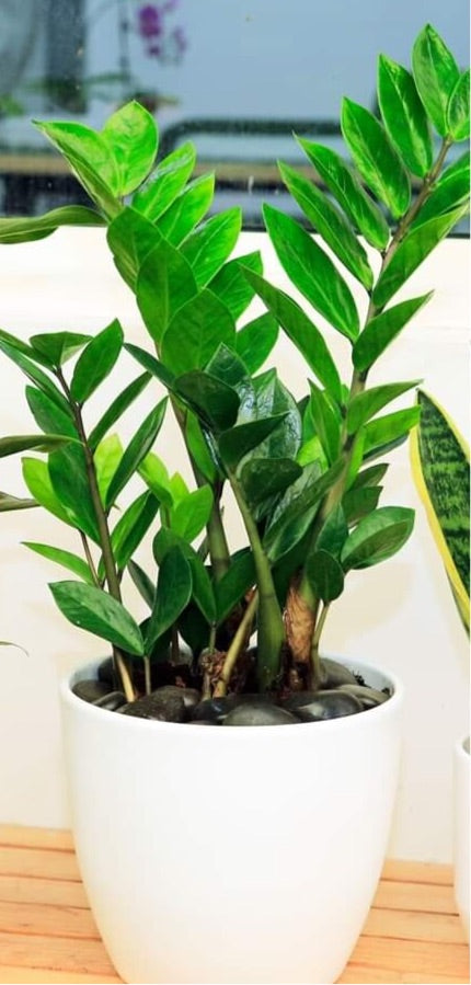 Zamioculcas plant