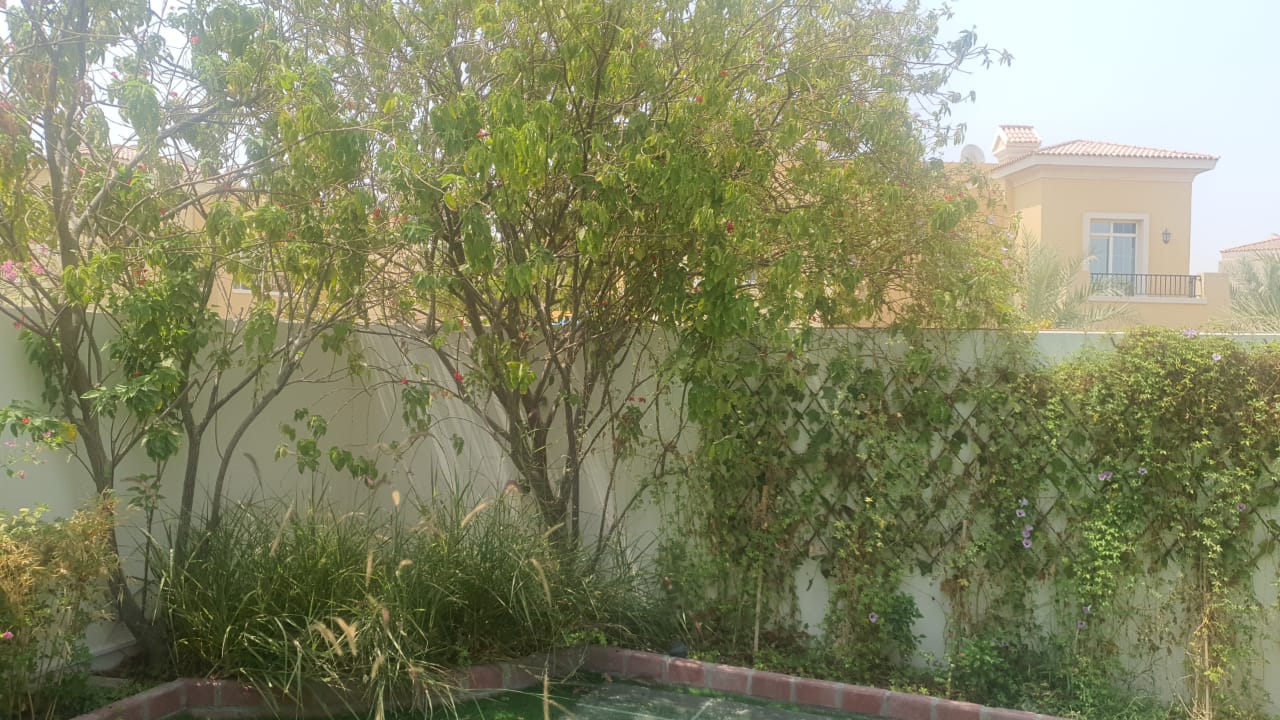 Money plants with white ceramic pots