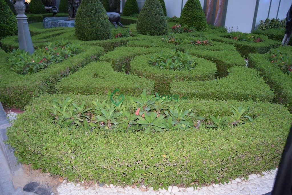 Clerodendrum inerme (Wild Jasmine)