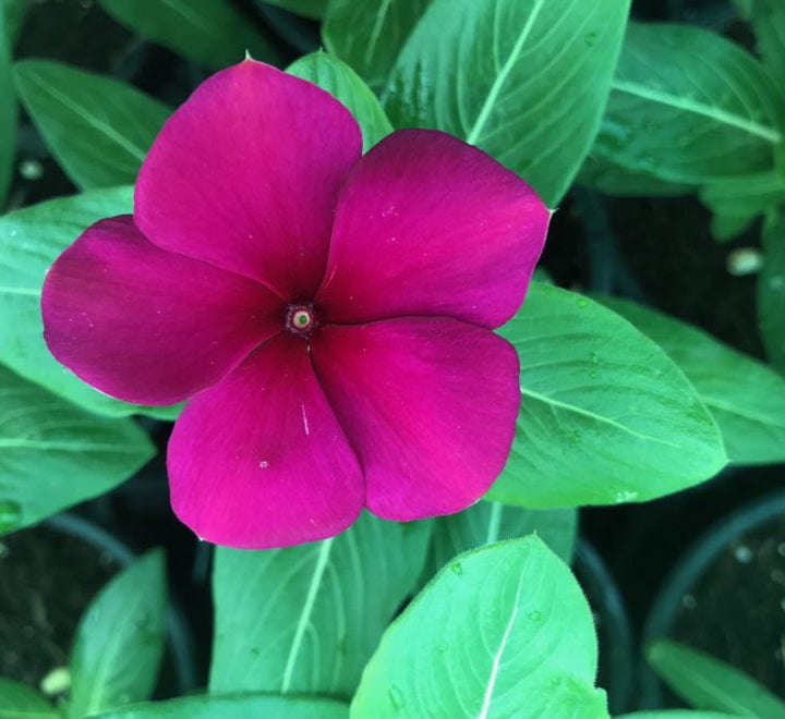 Vinca flowers 10 – 15cm
