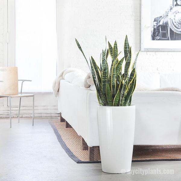 Snake Plant Sansevieria with white fiber tall pot