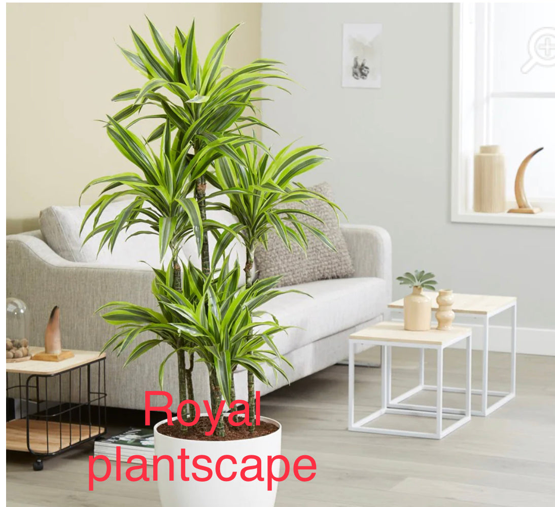 Dracaena fragrans &