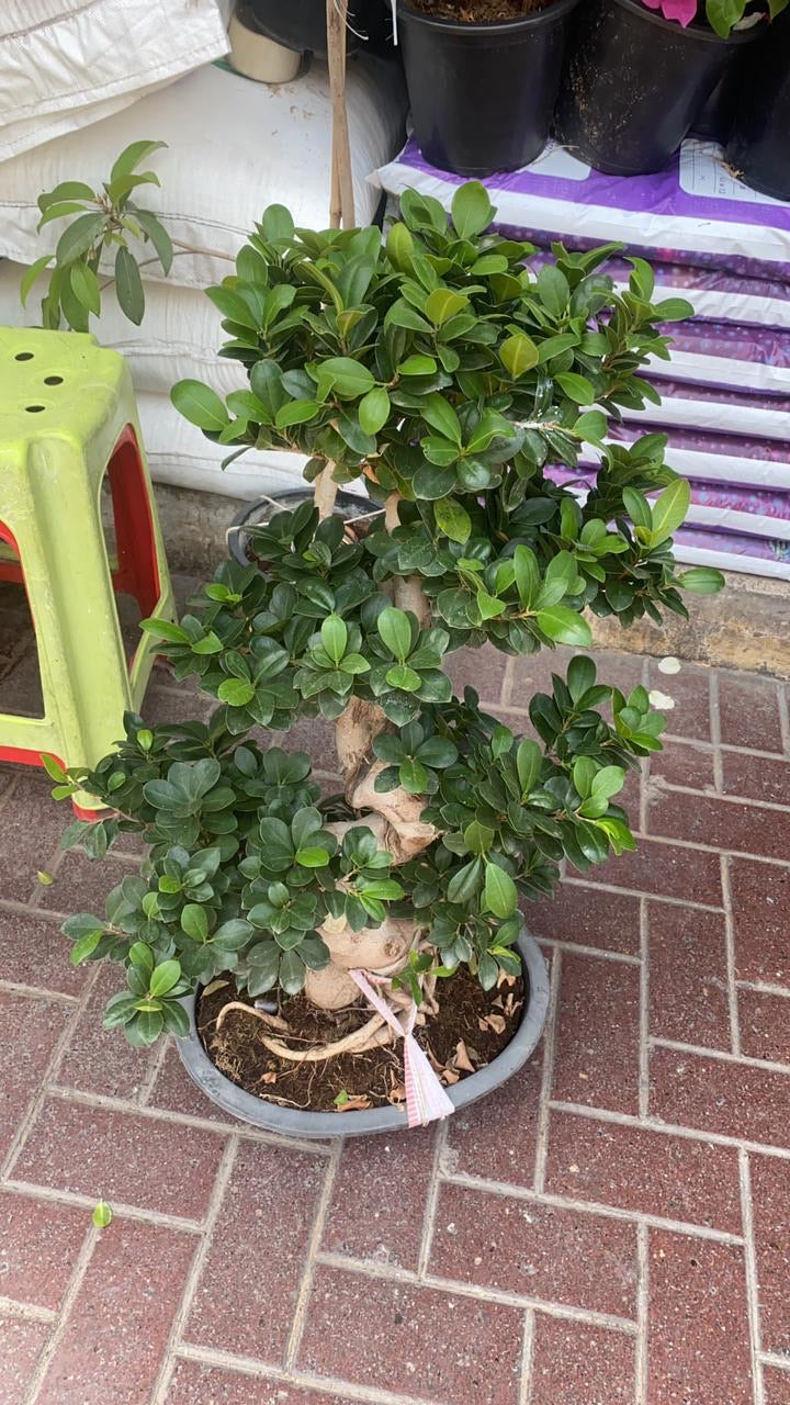 Plants garden Dubai maintenance