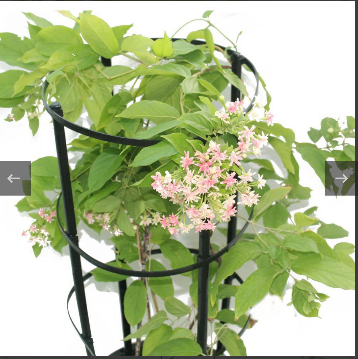 Jacquemontia pentantha “Sky Blue Cluster Vine” 80 – 100cm