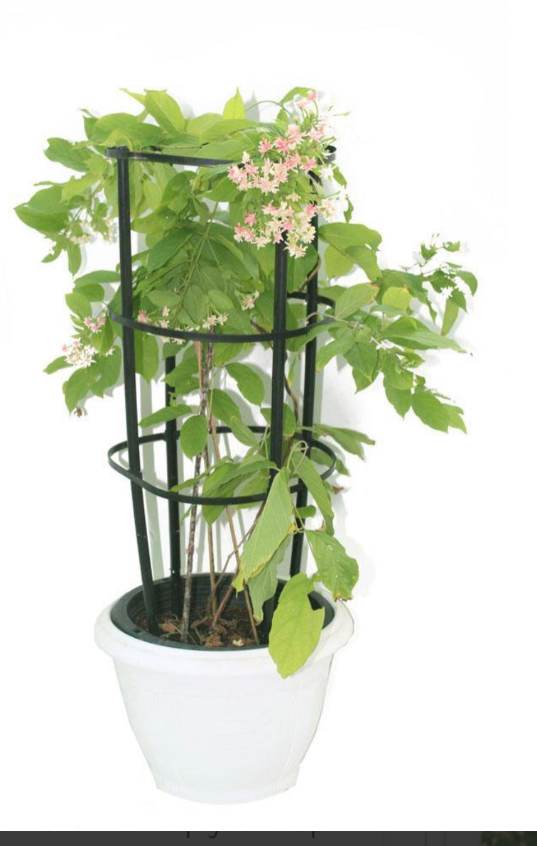 Jacquemontia pentantha “Sky Blue Cluster Vine” 80 – 100cm