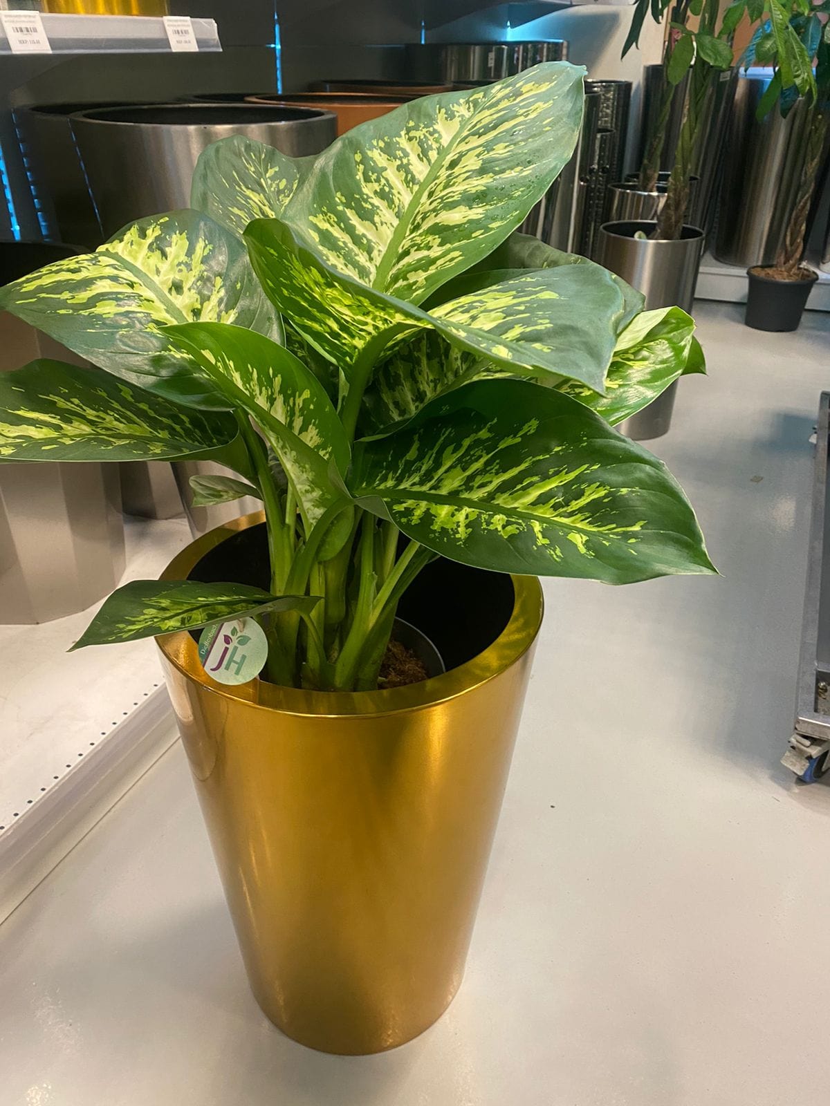 Dieffenbachia with stainless steel luxury golden color pot