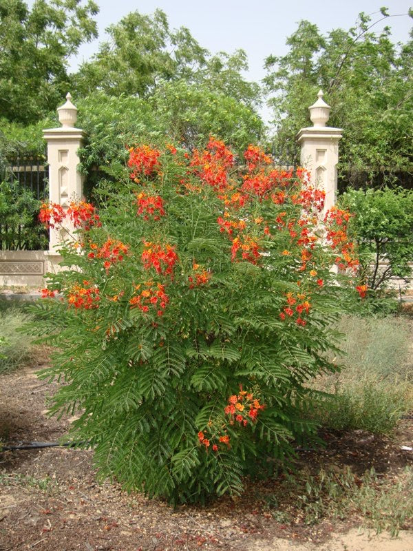Caesalpinia pulcherrima “Peacock Flower” 40-50cm
