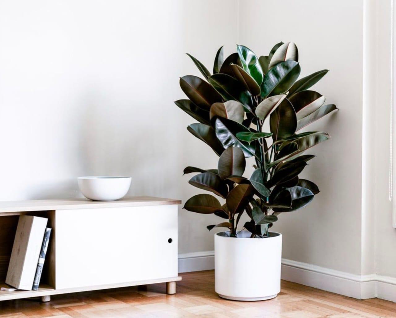 Rubber plant , Ficus elastic Abidjan - Rubber plant