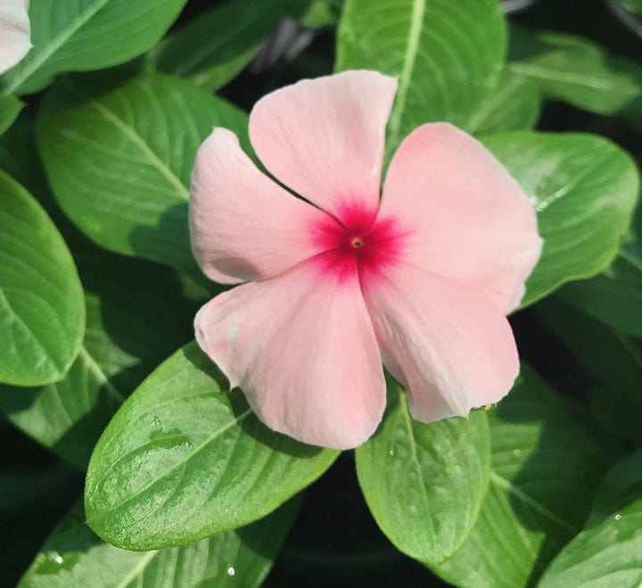 Vinca flowers 10 – 15cm