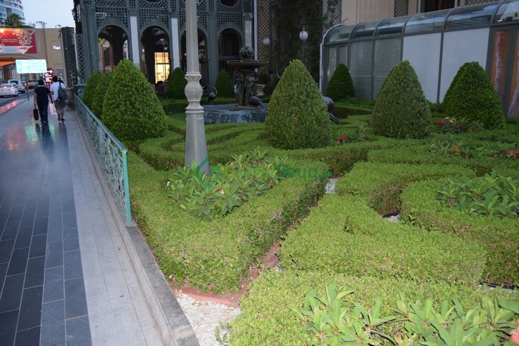 Clerodendrum inerme (Wild Jasmine)