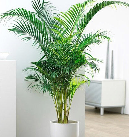 Areca Palm
