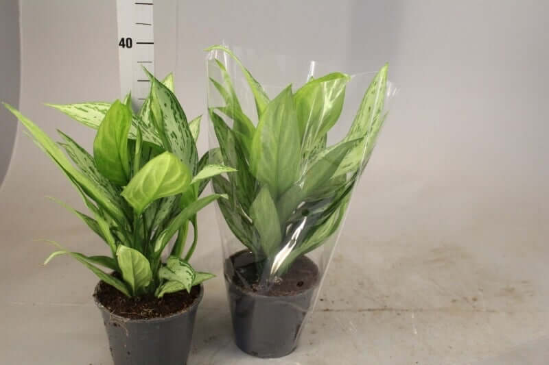 Chinese Evergreen Plant