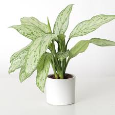 Chinese Evergreen Plant