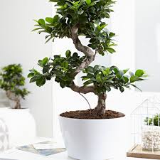 Ficus Bonsai - XL