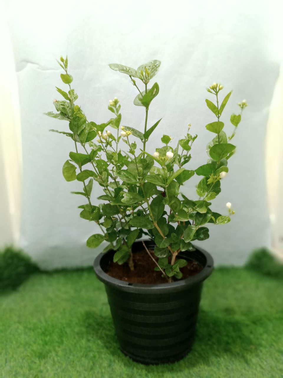 Tecomaria capensis “orange and yellow” or Cape Honeysuckle