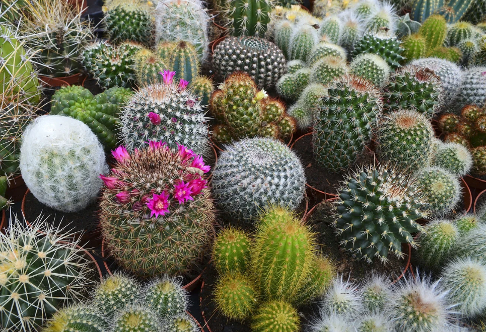 Top 10 Easy to Grow Cactus Plants for Your Home