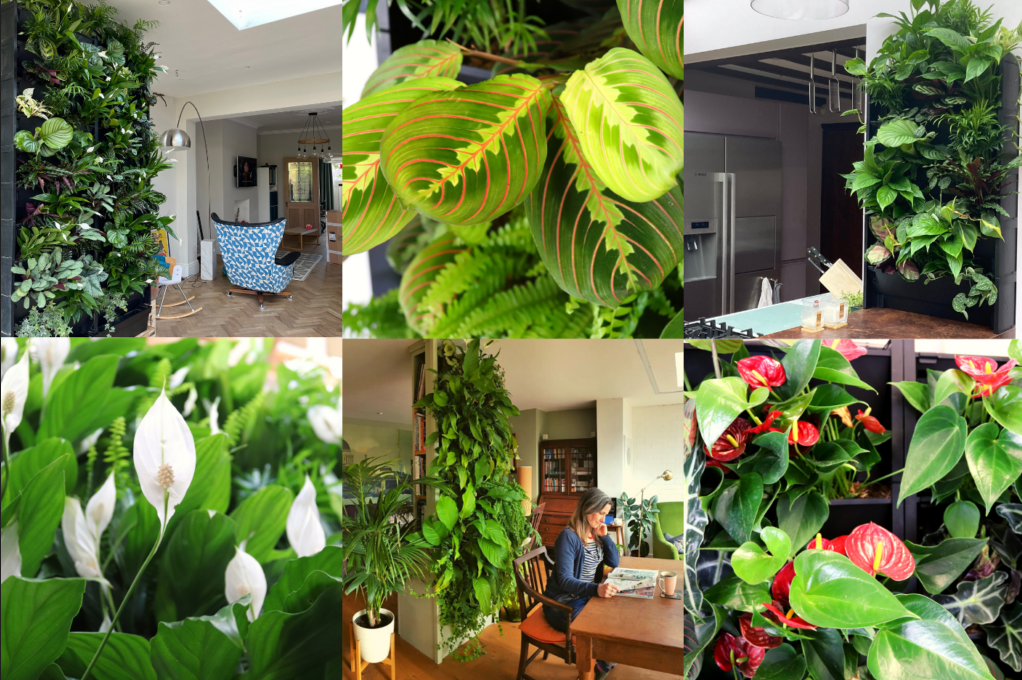 Best Indoor Plants Maintenance Services in Dubai